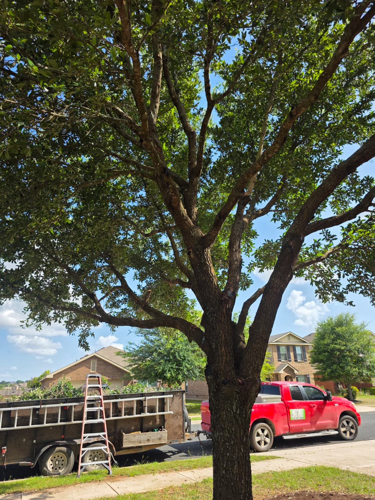 Oak canopy lift service in West Lake Hills, Austin TX