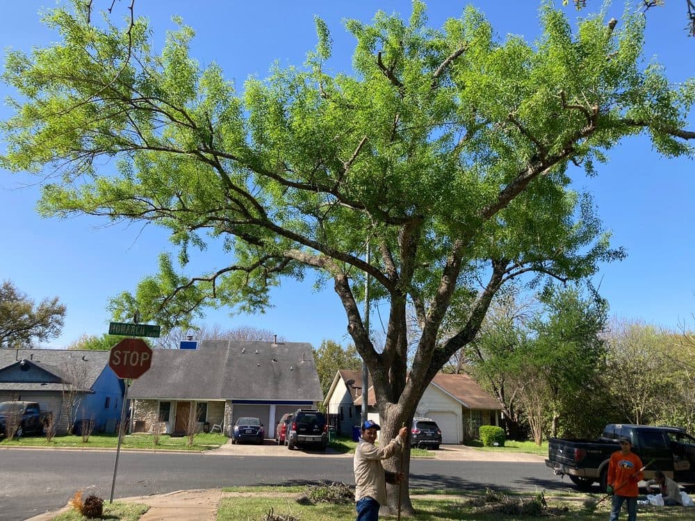 Workers maintain a large, leafy green tree on a sunny suburban street corner with houses.