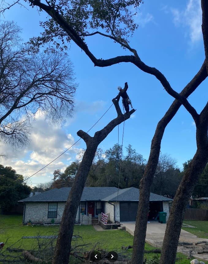 Arborist in safety gear pruning a large tree branch high above a suburban home.
