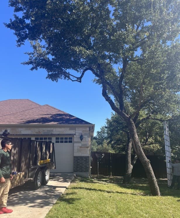 Workers with a trailer and ladder prepare to trim a large tree beside a house.
