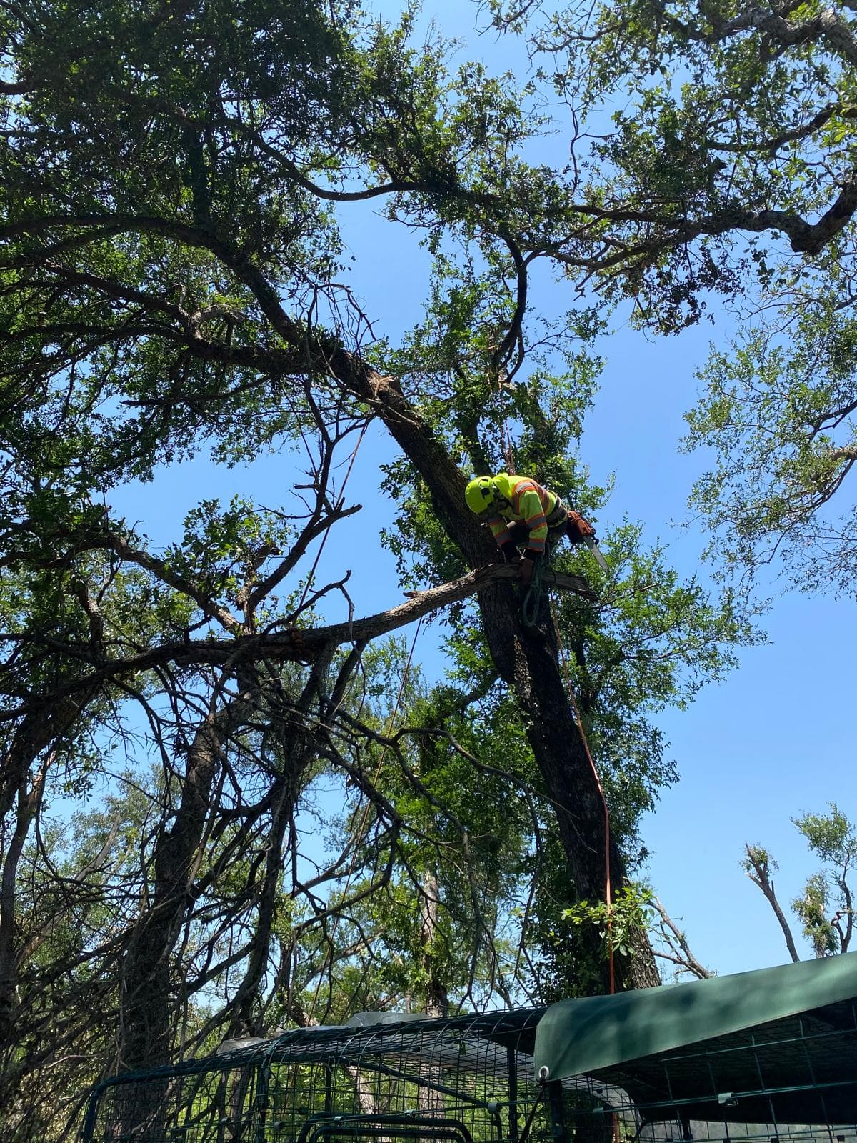 Arborist in high-visibility gear trims a large tree with a chainsaw against blue sky.