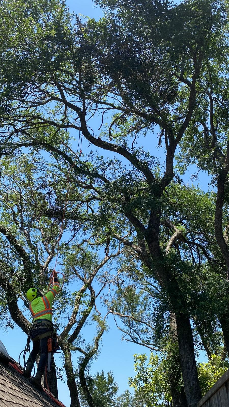 Arborist in safety gear on a roof pulls a rope into a large tree canopy.