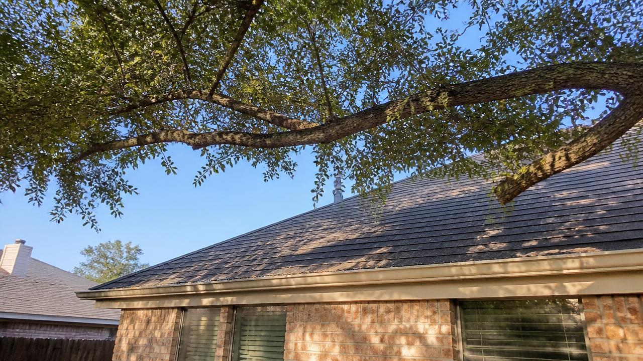 How Much Tree Clearance From House Is Safe?