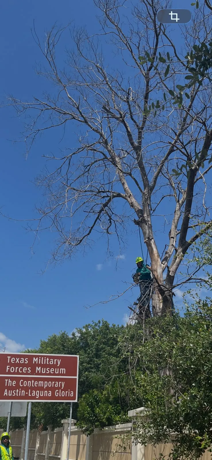 Crew removing a tree safely in Austin, TX.