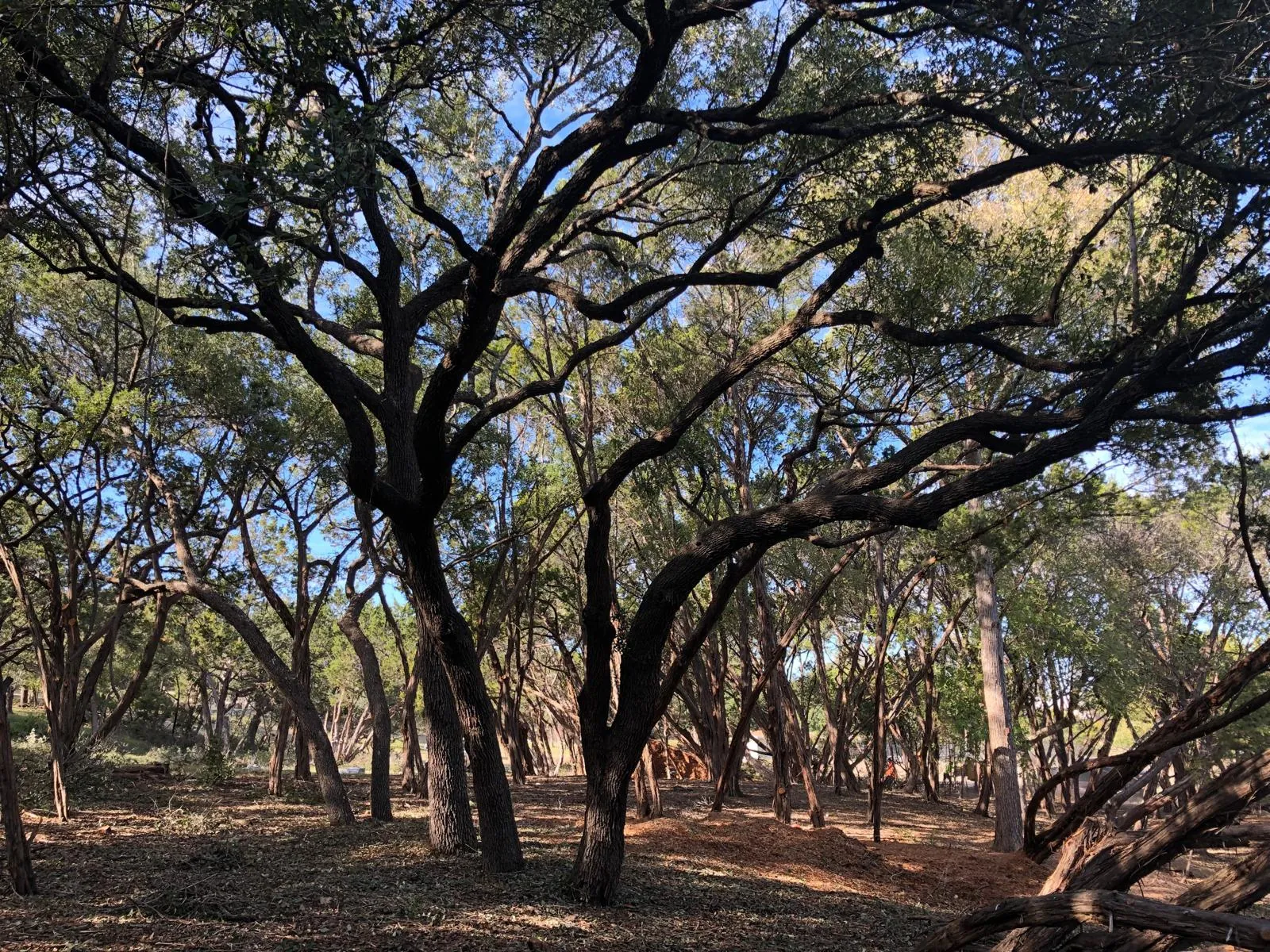 Large fallen tree branches after a storm in Central Texas.
