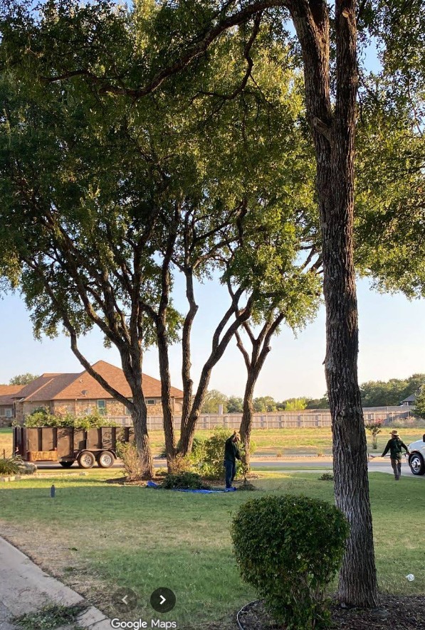 Douglas Tree Service crew trimming cedar elms and cleaning up in an Austin, TX yard