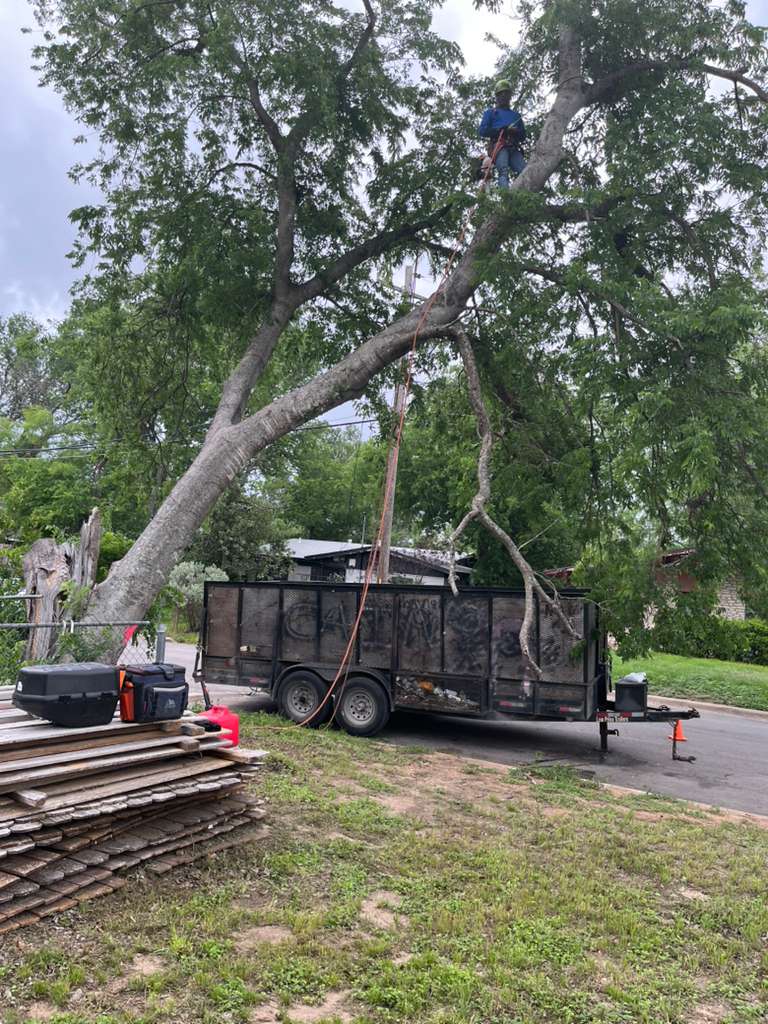 Douglas Tree Service climber roping down a tree in Austin, TX