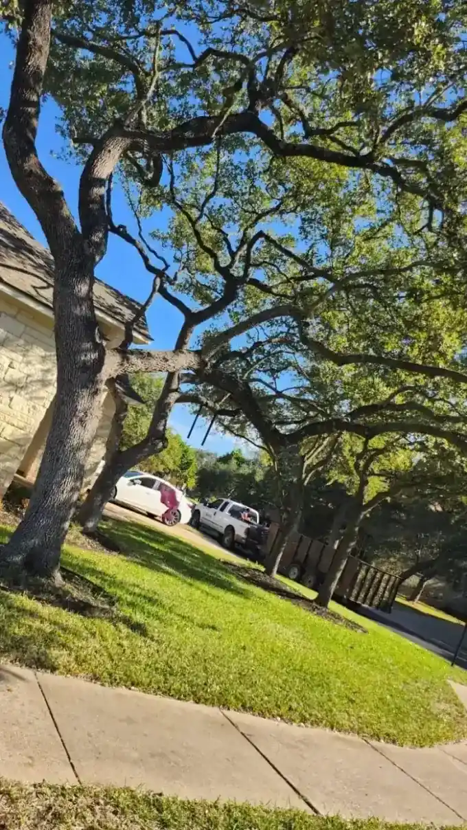 Oak tree trimming and canopy care completed in Austin, TX