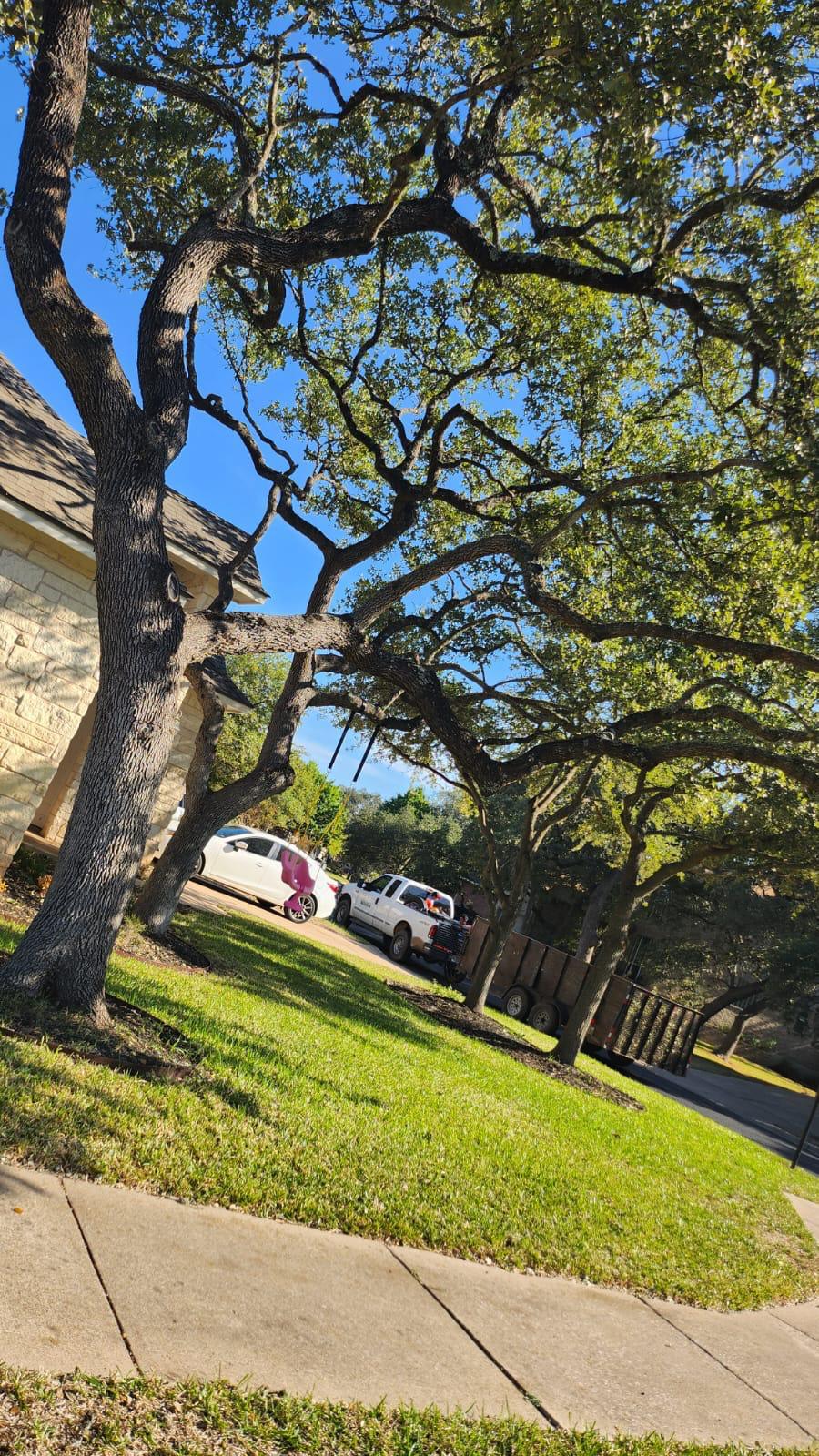 Mature oak tree trimming in an Austin, TX neighborhood by Douglas Tree Service